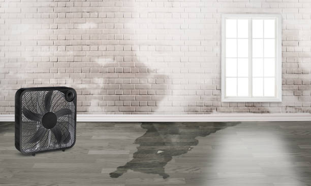 Best Water damage restoration process  in Schoolcraft, MI